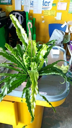 ASPLENIUM OSAKA