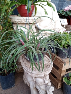 billbergia - tienda online