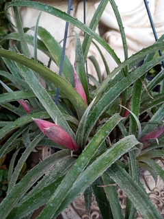 billbergia - El Viverito