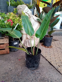 PHILODENDRON LONGIFOLIO