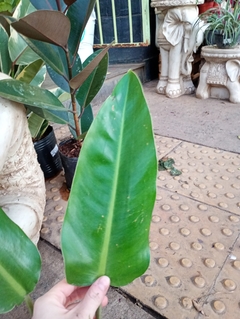 PHILODENDRON LONGIFOLIO en internet