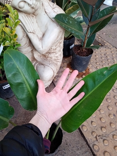 PHILODENDRON LONGIFOLIO - tienda online