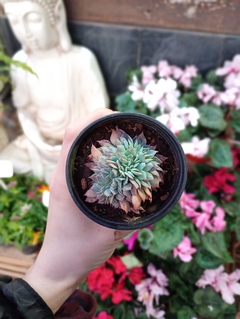 ECHEVERIA ELEGANS CRESTADA SUCULENTA - tienda online