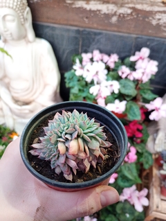ECHEVERIA ELEGANS CRESTADA SUCULENTA - El Viverito