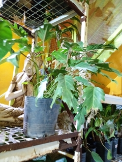 PHILODENDRON XANADU - El Viverito
