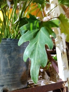 PHILODENDRON XANADU en internet