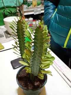EUPHORBIA TRIGONA VERDE