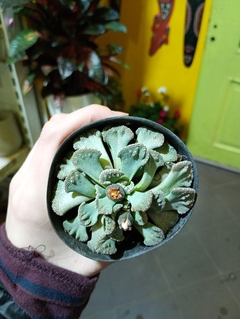 TITANOPSIS calcarea SUCULENTA - El Viverito