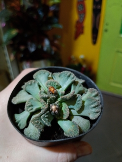 TITANOPSIS calcarea SUCULENTA en internet