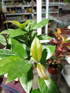 HOYA CARNOSA "FLOR DE NACAR/CERA" en internet