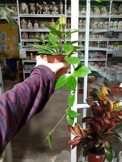 HOYA CARNOSA "FLOR DE NACAR/CERA" - El Viverito