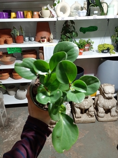 PEPEROMIA obtusifolia VERDE
