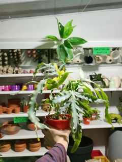 HELECHO POLYPODIUM BLUE en internet