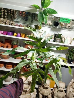 HELECHO POLYPODIUM BLUE - El Viverito