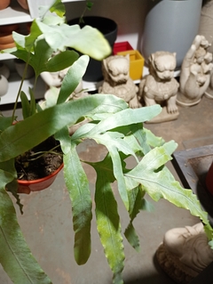 Imagen de HELECHO POLYPODIUM BLUE