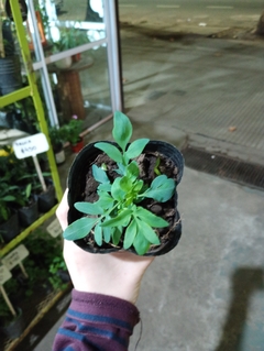 RUDA MACHO