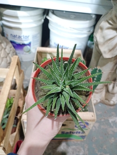 Haworthiopsis attenuata suculenta en internet