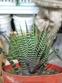 Haworthiopsis attenuata suculenta