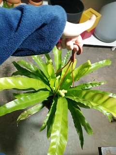 Asplenium antiqunn - comprar online
