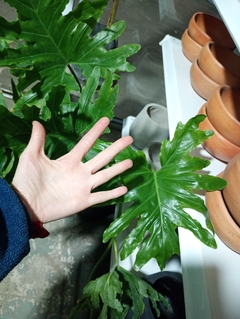 PHILODENDRON MISIONERO "WAMBE" - comprar online