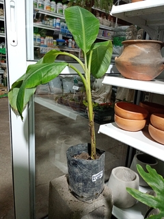 BANANERO
