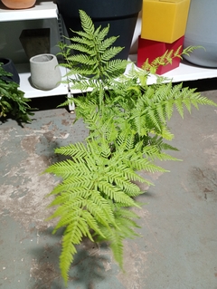 HELECHO PTERIS TREMULA - comprar online