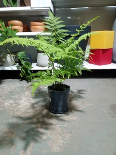 HELECHO PTERIS TREMULA