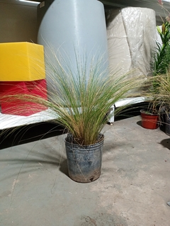 STIPA