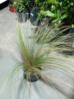 STIPA - comprar online