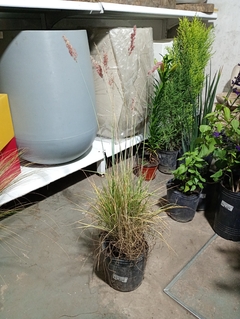 MISCANTHUS SINENSIS