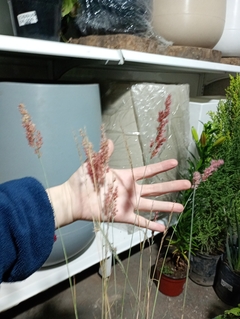 MISCANTHUS SINENSIS - comprar online