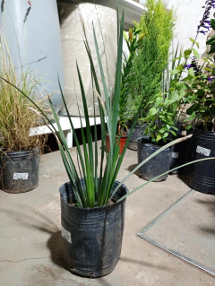 DIETES BRASILERO - comprar online