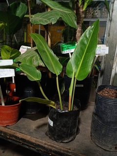 PHILODENDRON LONGIFOLIO - comprar online