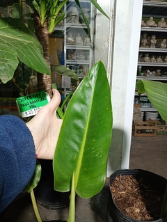 PHILODENDRON LONGIFOLIO - El Viverito