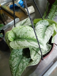 POTHUS SILVER en internet
