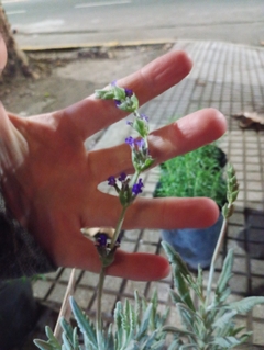 LAVANDA LANATA en internet