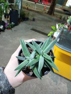Crassula Tenelli suculenta