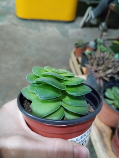 hemisphaerica SUCULENTA - comprar online