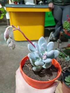 PACHYPHYTUM OVIFERUM SUCULENTA - tienda online