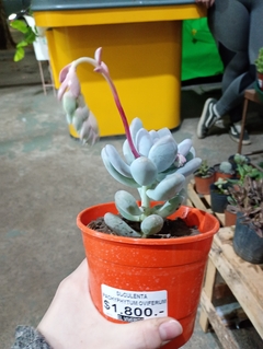 PACHYPHYTUM OVIFERUM SUCULENTA - El Viverito