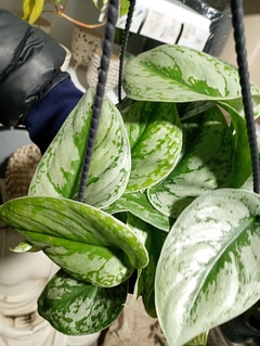 POTHUS SILVER - comprar online