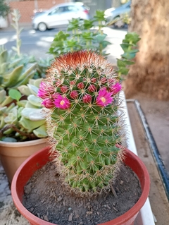 CACTUS Mammillaria en internet
