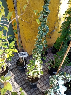 VINCA MAJOR VARIEGATA - comprar online