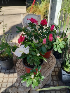 Imagen de AZALEA JAPONICA SIMPLE