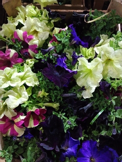 Petunia Sophistica