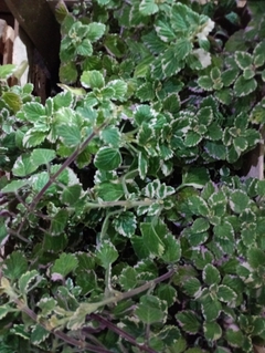MALVA INCIENSO - comprar online