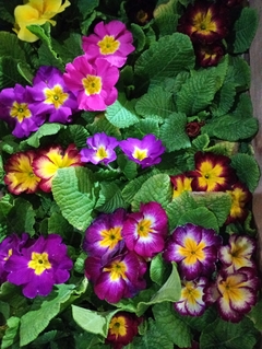 PRIMULA PRIMAVERA - El Viverito