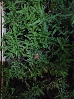 LAVANDA COMUN en internet