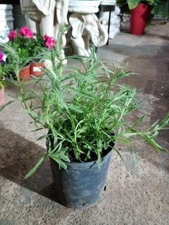 LAVANDA COMUN - comprar online