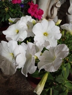SURFINIA PETUNIA COLGANTE - El Viverito